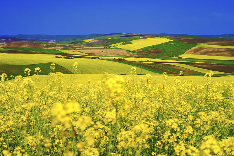 Earth, Rapeseed, Field, Landscape, Nature, Summer, Yellow Flower, HD wallpaper