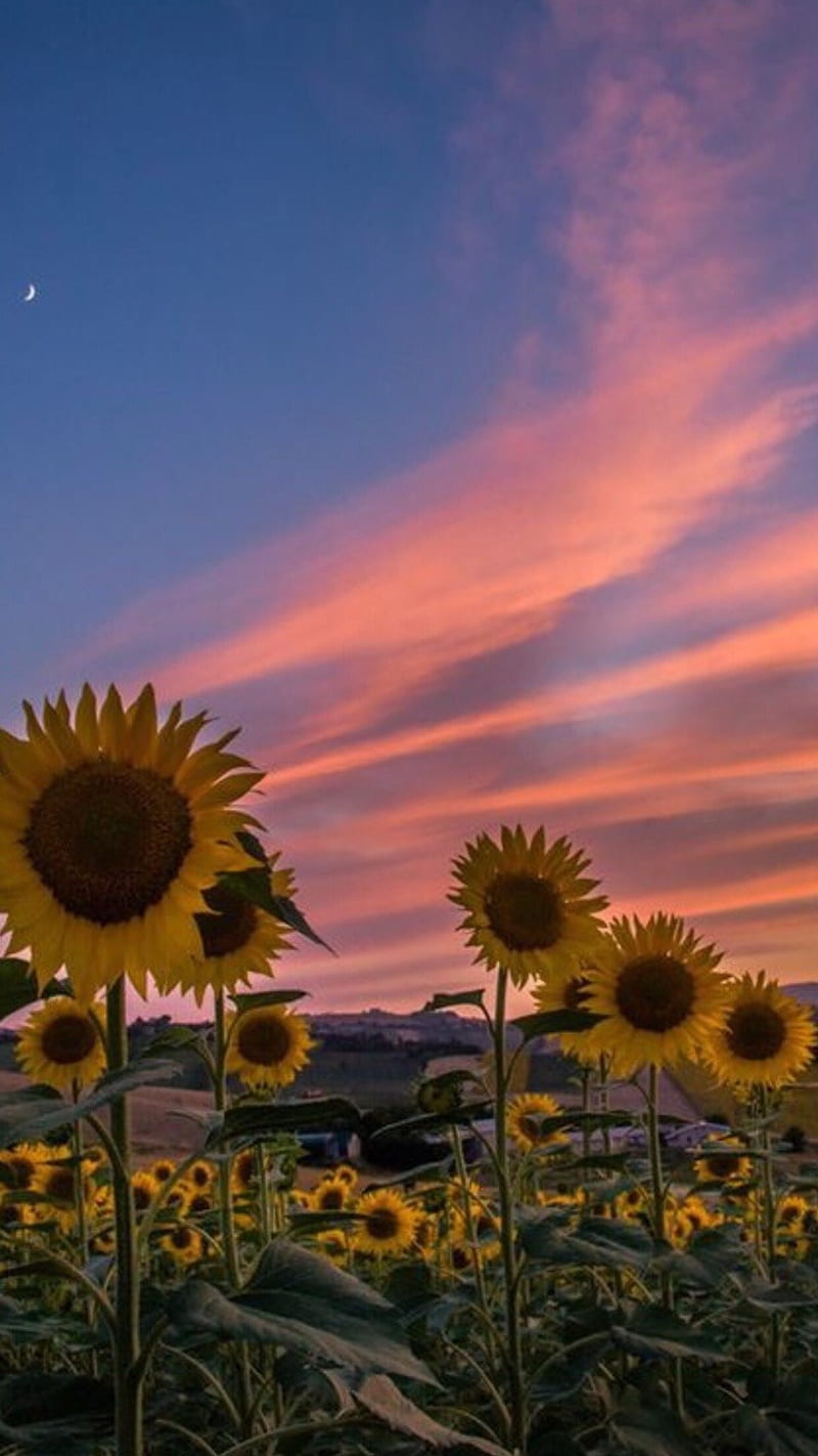 Sunflowers, colors, field, flowers, pretty, sky, sunset, HD phone wallpaper