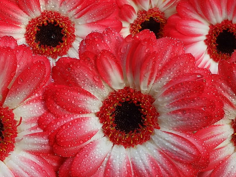 Gerberas, red, flower, gerbera, black, skin, white, carpet, HD wallpaper
