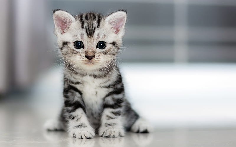 American Curl, small gray kitten breeds of cats, small cat, HD wallpaper