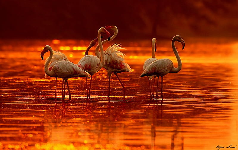 FLAMINGOS, red sunset, birds, river, HD wallpaper