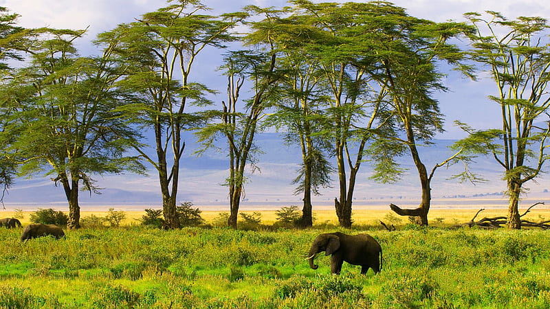 Elephants in Field, elephants, trees, pachyderms, field, HD wallpaper
