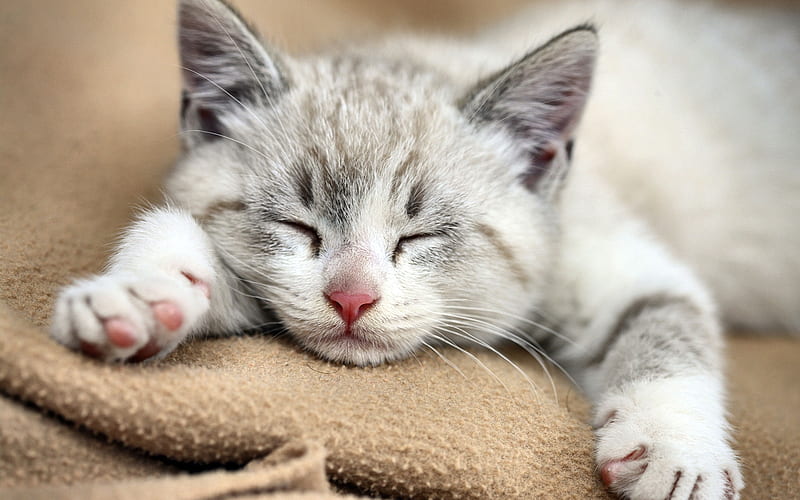 Kitten Sleeping on Blanket F, beautiful, cat, animal, pet, feline ...