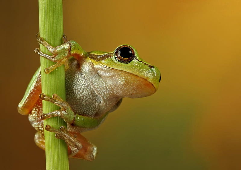 KEEPING WATCH, cute, frog, watching, stalk, HD wallpaper