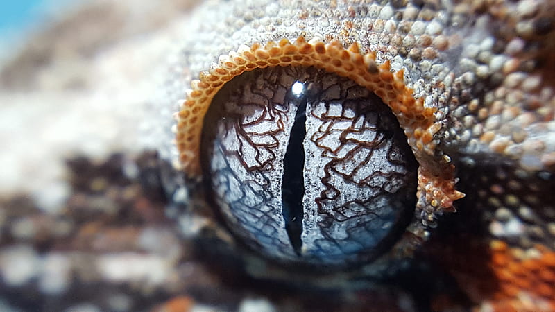 Gargoyle Gecko Eye, lizard, orange, pattern, raptor, scales, HD wallpaper