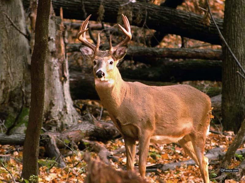White Tail Buck, venison, antlers, buck, deer, HD wallpaper
