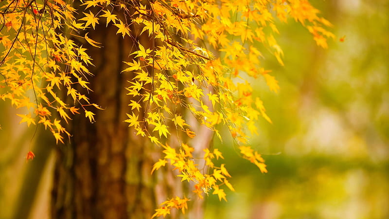 Autumn Tree Yellow Leaves In Blur Green Background Nature, HD wallpaper