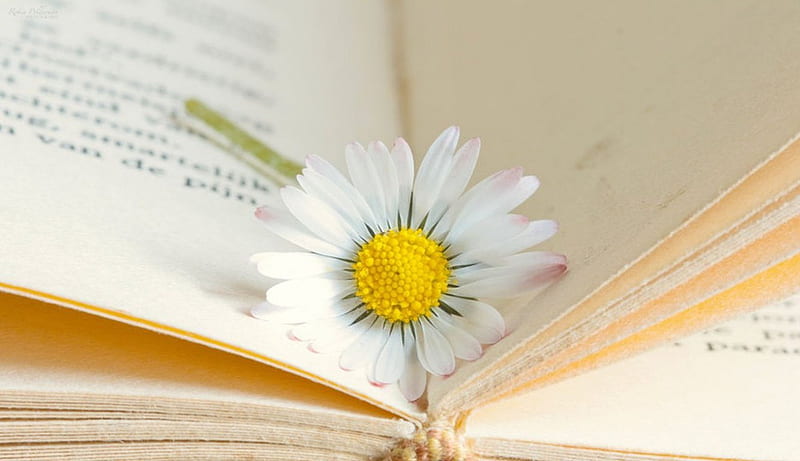 Short story of life, book, abstract, softness, graphy flowers, nature, story, daisy, HD wallpaper