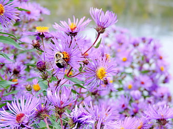 Earth Flowers, bee, flowers, earth, clouds, sky, HD wallpaper