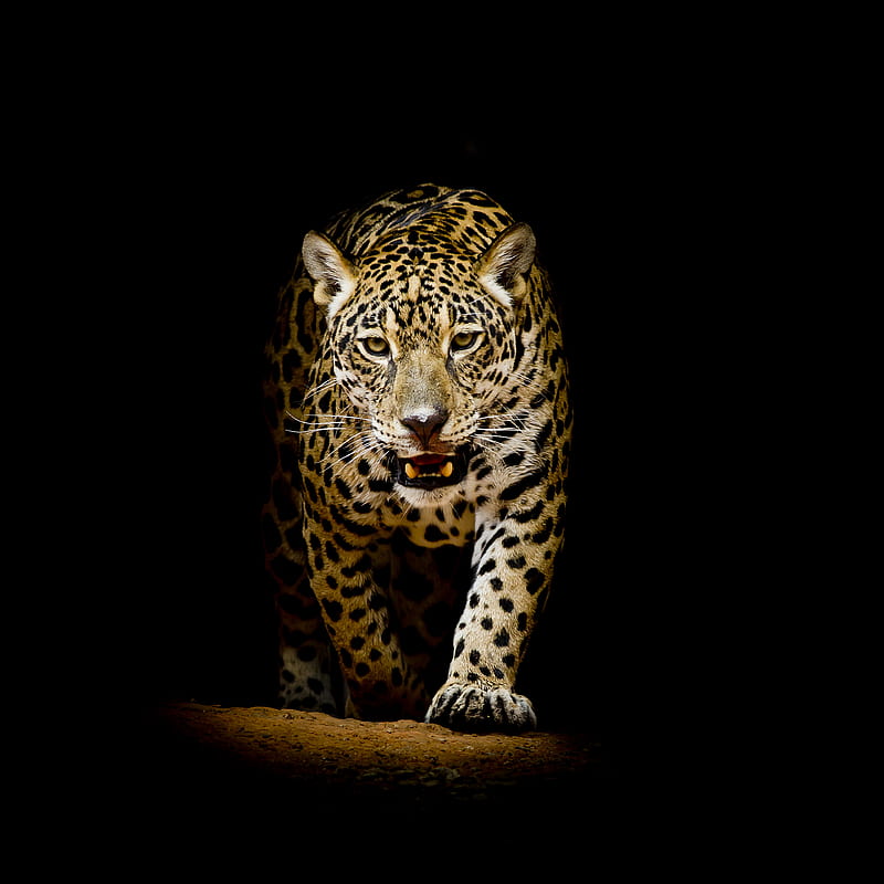 Leopard Black Background, leopard, animals, HD phone wallpaper