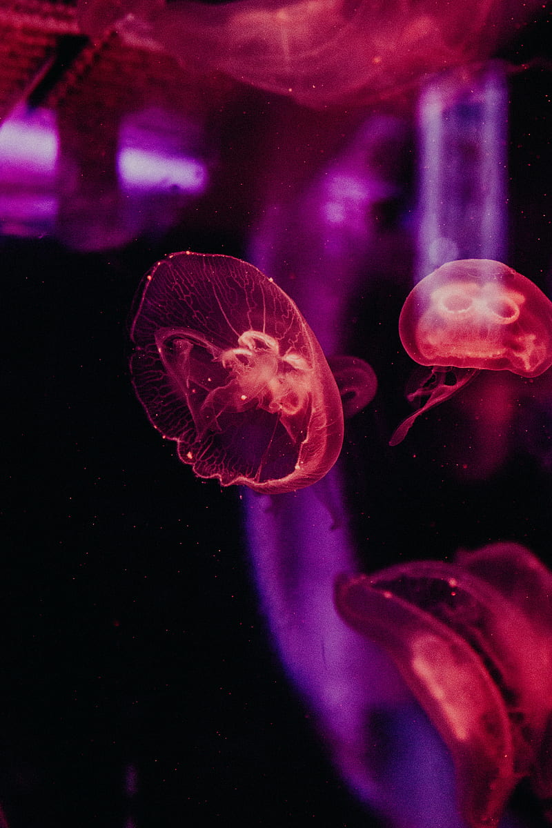 jellyfish, underwater world, tentacles, glow, HD phone wallpaper