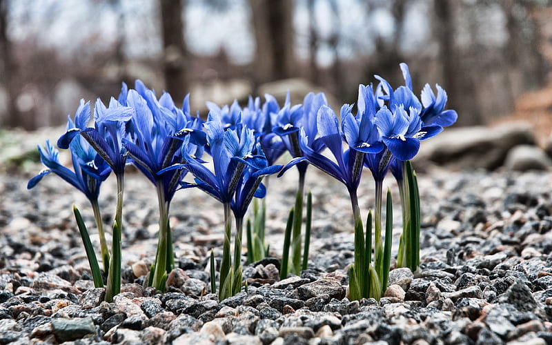Irises blue flowers, spring, bokeh, beautiful flowers, Iris, Blue Irises, HD wallpaper