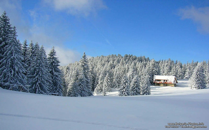 Sunny Stara Planina forest, evergreen, bonito, Bulgaria, trees, sky, winter, graphy, snow, nature, white, HD wallpaper