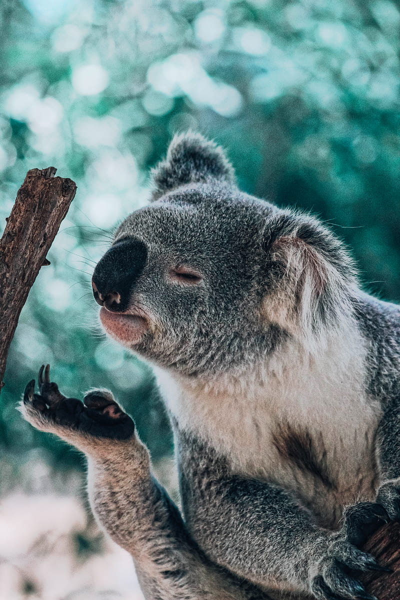 koala bear smelling foot, HD phone wallpaper