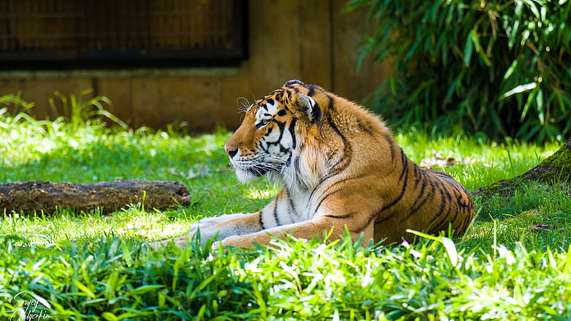 Bengal tiger lying on the rock. Bengal tiger lying in the jungle.