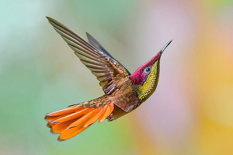 Ruby Topaz Hummingbird, Trinidad, nature, hummingbird, bird, animals, trinidad, HD wallpaper