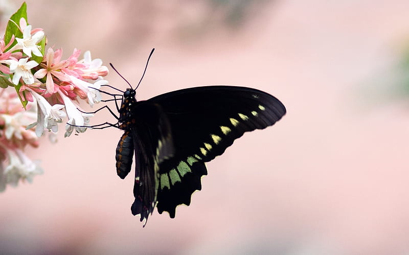 Hanging Around, pretty, black, bonito, hanging, graphy, butterfly, plants, flowers, nature, around, pink, insects, HD wallpaper