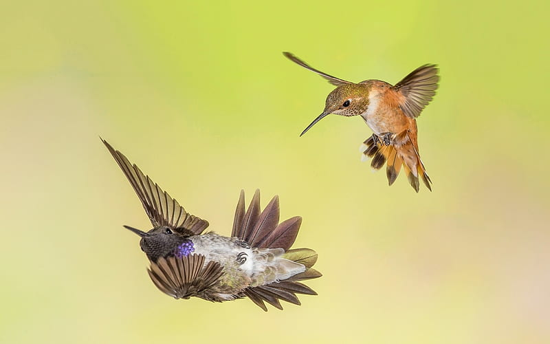 Colibríes, alas, naranja, pasare, colibrí, verde, pájaro, danza, colibri,  pareja, Fondo de pantalla HD | Peakpx