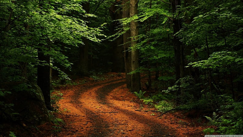 Đường rừng: Đường rừng là nơi bạn có thể khám phá vẻ đẹp thiên nhiên và thư giãn. Hãy xem những hình ảnh về đường rừng, tận hưởng khung cảnh êm đềm, thanh bình, hít thở không khí trong lành, và chiêm ngưỡng cảnh sắc thiên nhiên hùng vĩ và đầy màu sắc. Bạn sẽ thấy đường rừng là nơi tuyệt vời để tìm lại sự bình yên trong cuộc sống.