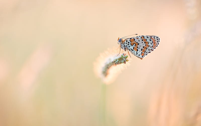 Animal, Butterfly, Insect, Macro, HD wallpaper