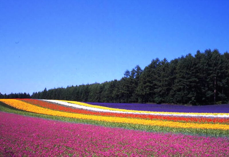 Rainbow flower field for my dear friend Kathy ( spiritlake57 ), friend, flowers, nature, rainbow, gift, field, HD wallpaper
