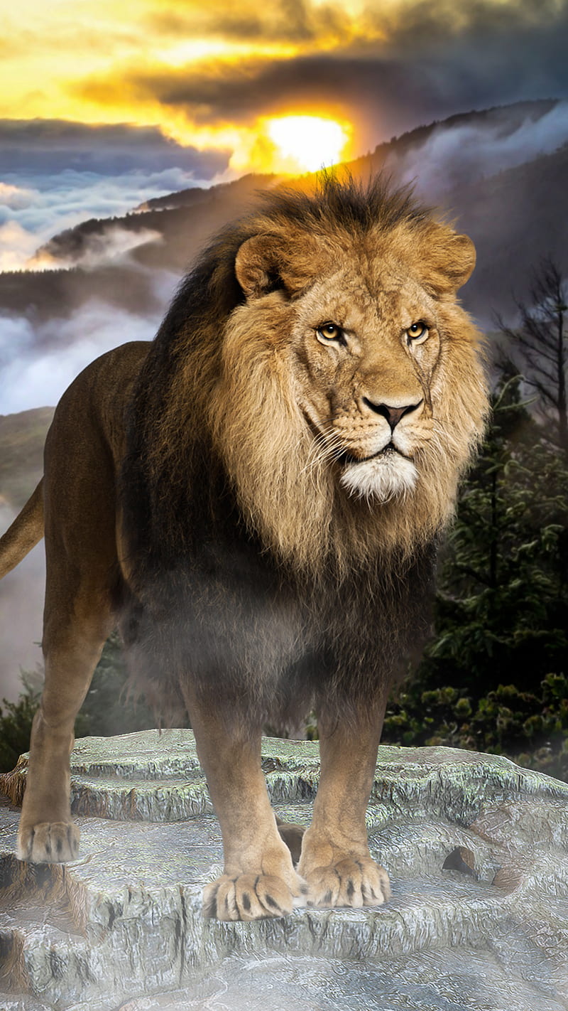 BIG LION, LİON, animal, animals, cat, cloud, galatasaray, sun, sunset, HD phone wallpaper