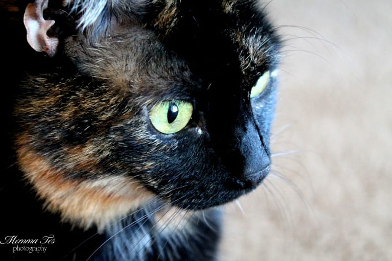 Tortie Cat Stare, feline, shell, cat, tortie, HD wallpaper