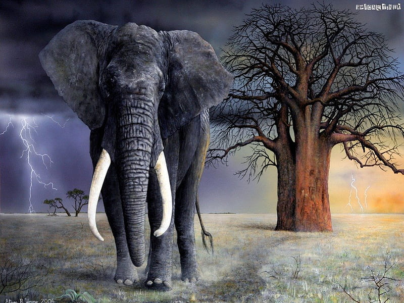 Magnificant, giant, tree, Africa, elephant, tusks, storm, HD wallpaper