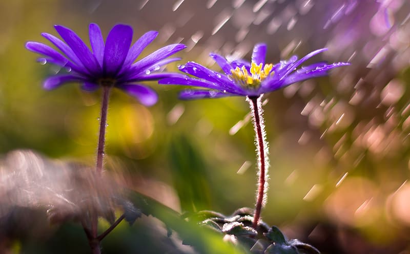 Spring Rain Purple Flowers Ultra, Seasons, Spring, Drops, Nature, Flower, Beautiful, Happy, Sunset, Garden, Water, Rain, Plant, Fresh, Macro, Blossom, Closeup, freshness, Natural, bokeh, HD wallpaper