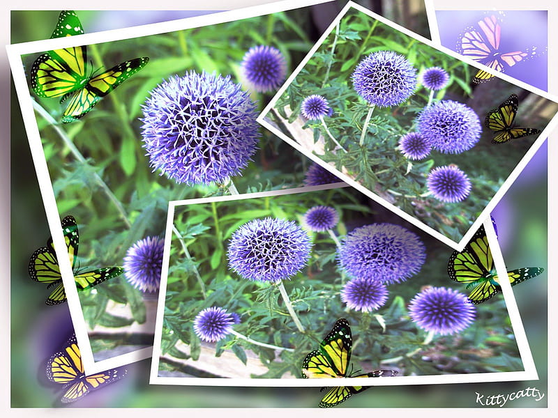 Floating Flower , sun, blue thistles, butterflies, collage, abstract, summer, flowers, garden, floating, HD wallpaper