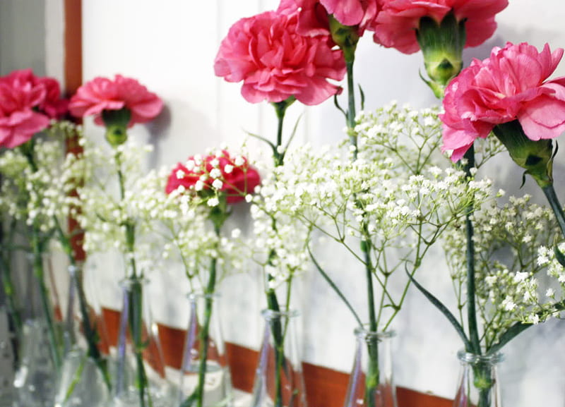 carnations, flowers, row, pink, HD wallpaper