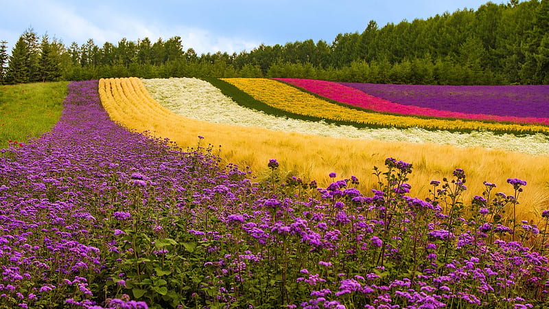 Multicoloured flowers in a field, Yellow, Red, Green, Lilac, White, Field, Flowers, HD wallpaper
