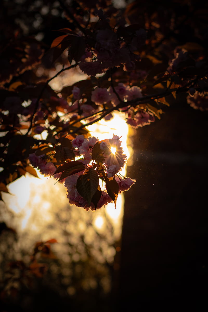 branch, flowers, sunlight, glare, bloom, HD phone wallpaper