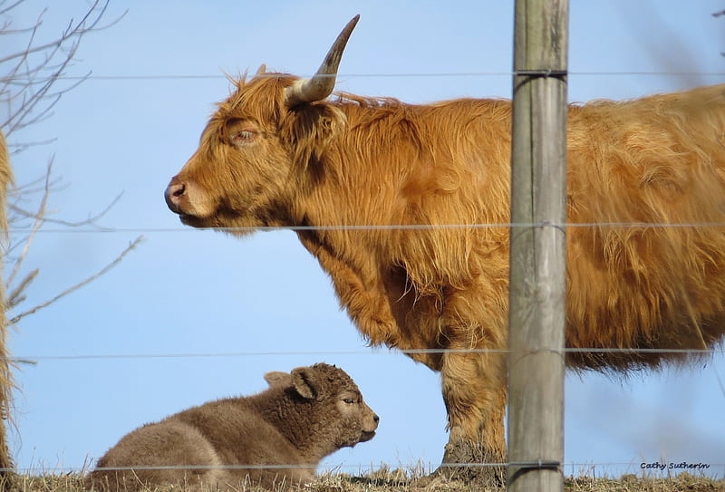 Sweet Baby Spring, fence, cow, spring, country, mother, baby, steer, animal, horn, new, nature, bull, field, HD wallpaper