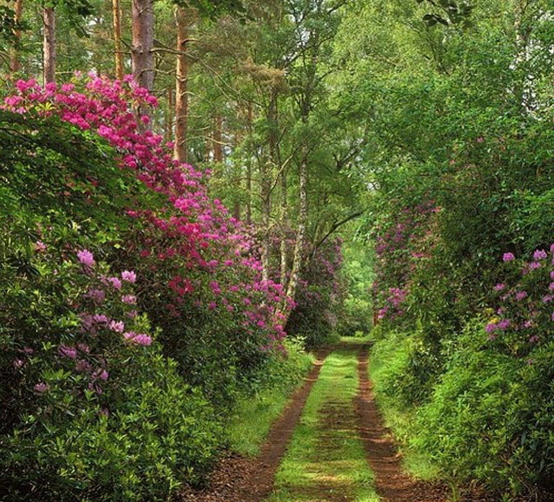 Camino de azaleas, camino, azaleas, flores, naturaleza, Fondo de pantalla  HD | Peakpx