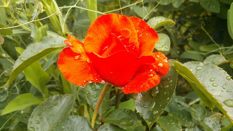 Red Rose with Raindrops, Snapshot, Nature, thorns, Flowers, Flower, Red, rain, waterpearls, Vivid, Rose, summer time, Garden, graph, summer, Raindrops, Petal, HD wallpaper