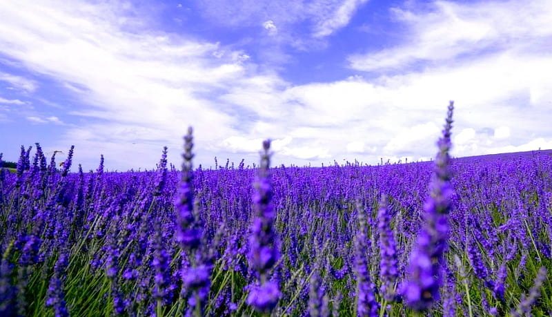 Field of Lavender, bonito, lavender, landscapes, flower, flowers ...