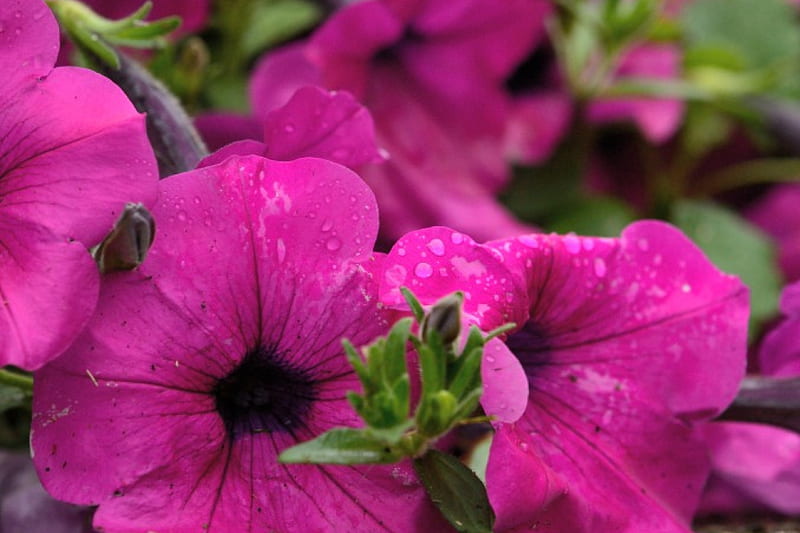 Raindrop Petunias, macro raindrop, purple petunia, macro flower, pretty petunia, rainy, HD wallpaper
