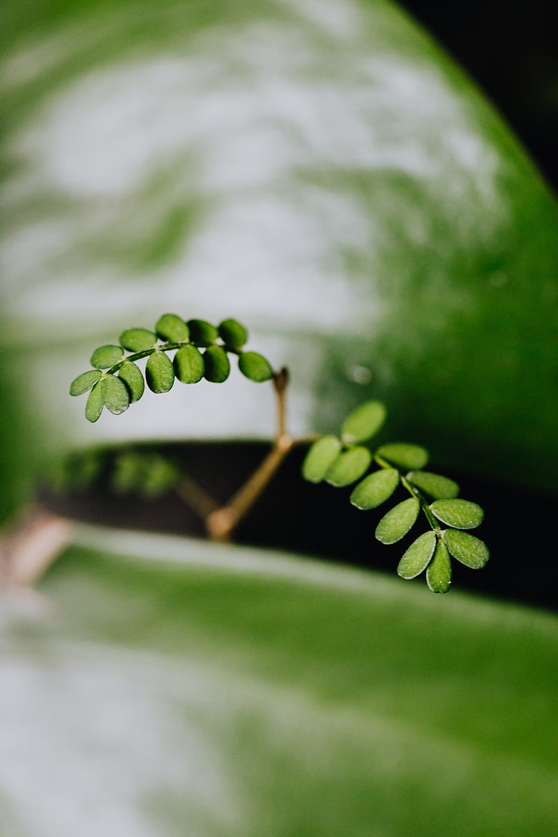 Green Leaves in Tilt Shift Lens, HD phone wallpaper