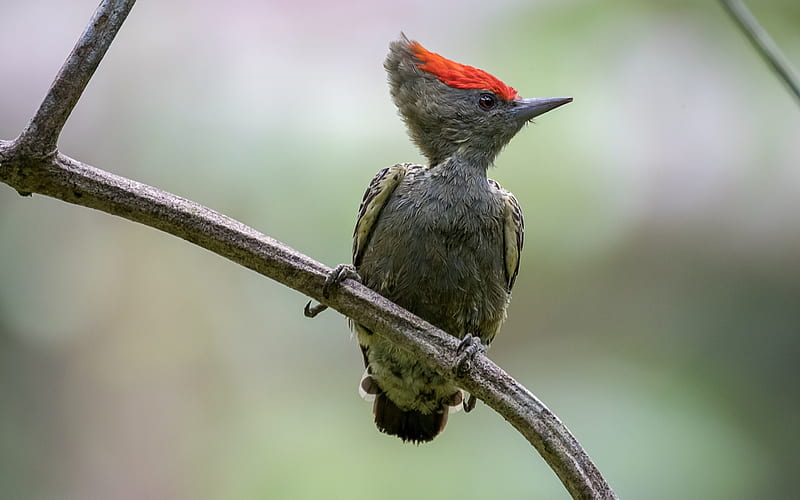 Woodpecker on branch, wildlife, forest, bokeh, small birds, Picidae, Woodpecker, HD wallpaper