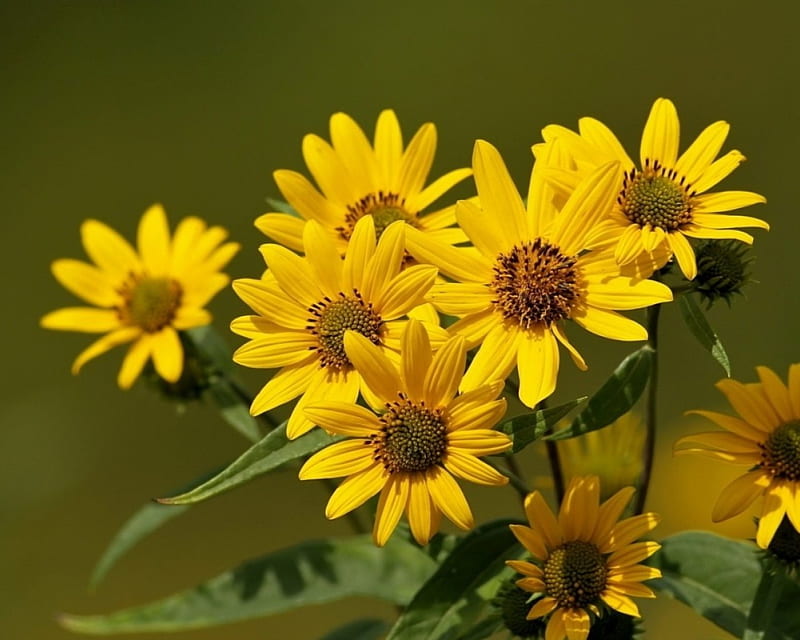 Nice Flowers _ , daisies, gold, marigolds, flowers, yellow, nature, rudbeckias, asters, HD wallpaper