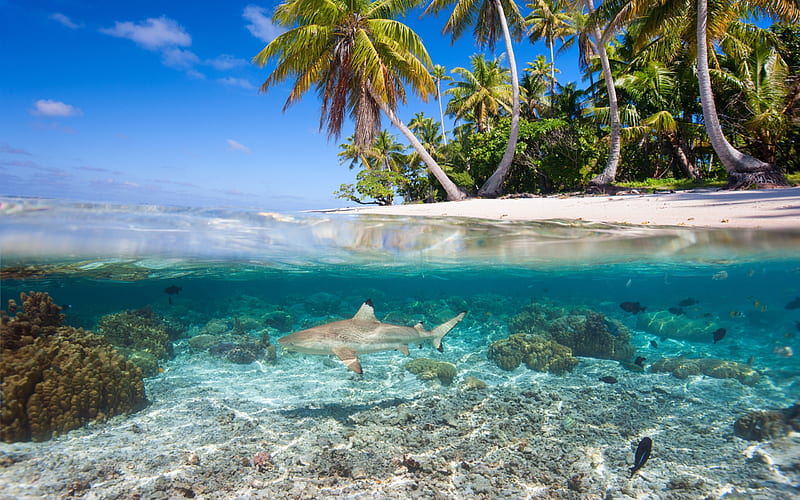 Underwater world of tropical islands, shark, palm trees, summer, tropical island, HD wallpaper