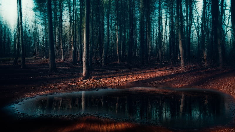 Dark Forest Pond, pond, forest, trees, dark, HD wallpaper