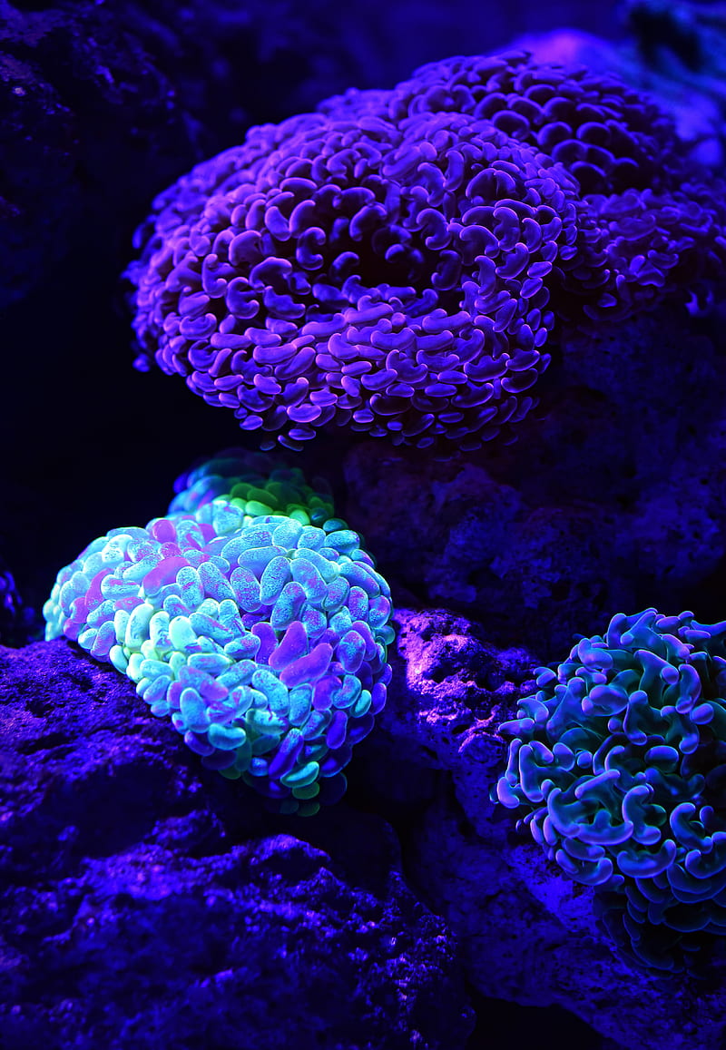 sea anemone, purple, underwater, coral reef, Animal, HD phone wallpaper