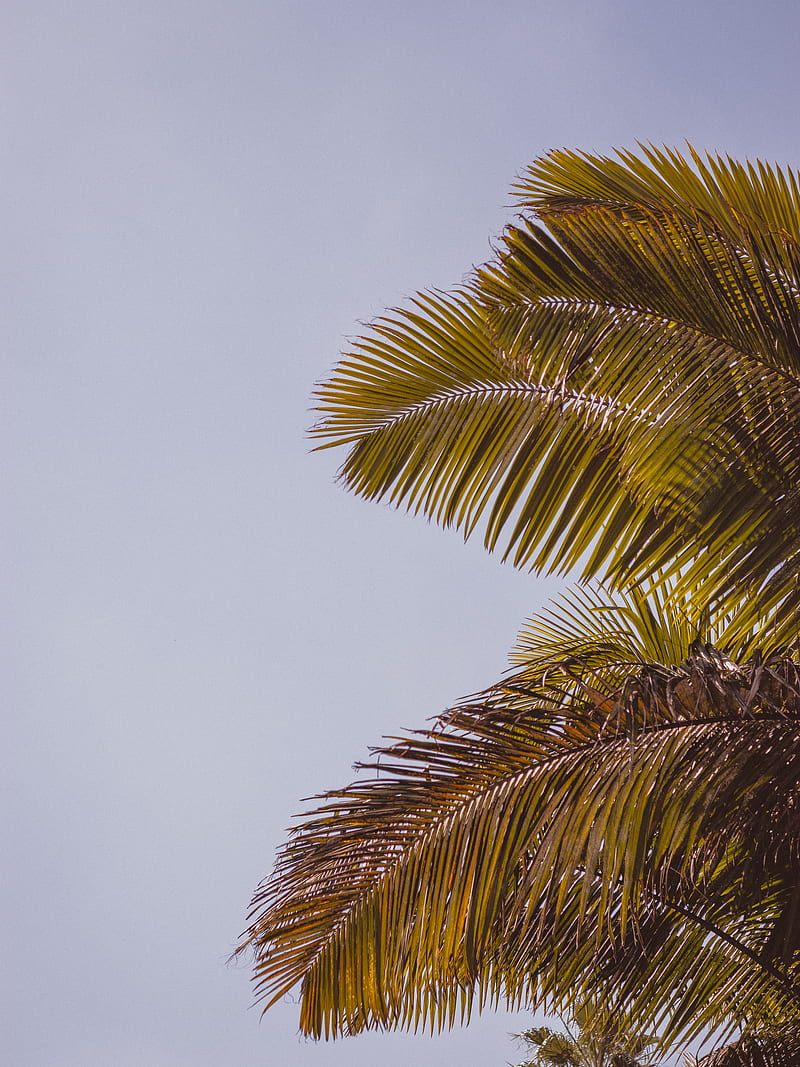 Palm, leaves, green, dark, HD phone wallpaper