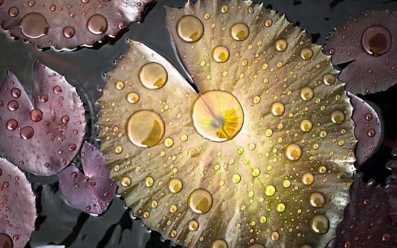 Water drops on lotus leaves, yellow, pink, water drops, leaf, HD wallpaper