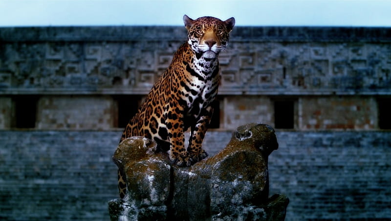 Jaguar at Mayan Temple, Temple, Mayan, Predator, Big cat, Jaguar, Nature, HD wallpaper
