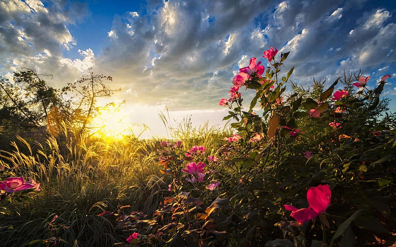 Hermoso amanecer, sol, flores silvestres, mañana, naturaleza, nubes, Fondo de pantalla |