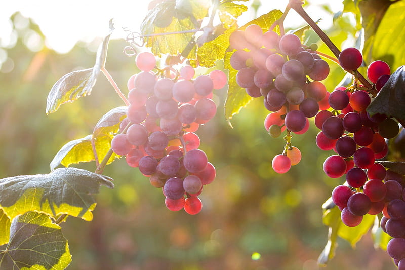 Red Grapes in Tree, Grapes, Red, Sunlight, Morning, HD wallpaper