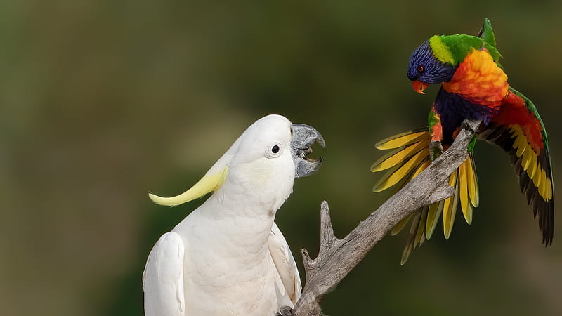 Big Jeltuhay Cockatoo and Rainbow Lorikeet, big jeltuhay cockatoo, rainbow lorikeet, bird, papagal, pasari, parrot, white, HD wallpaper